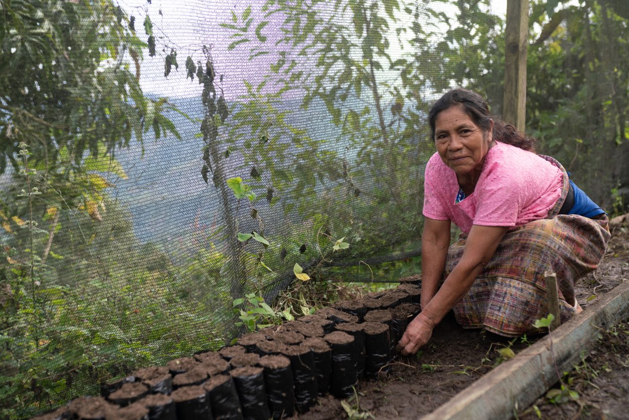 Juliana Sic arrangerer jordposer til kaffeplanter, Guatemala