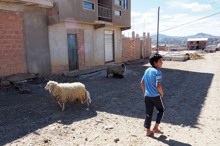 Barn og får i Bolivia
