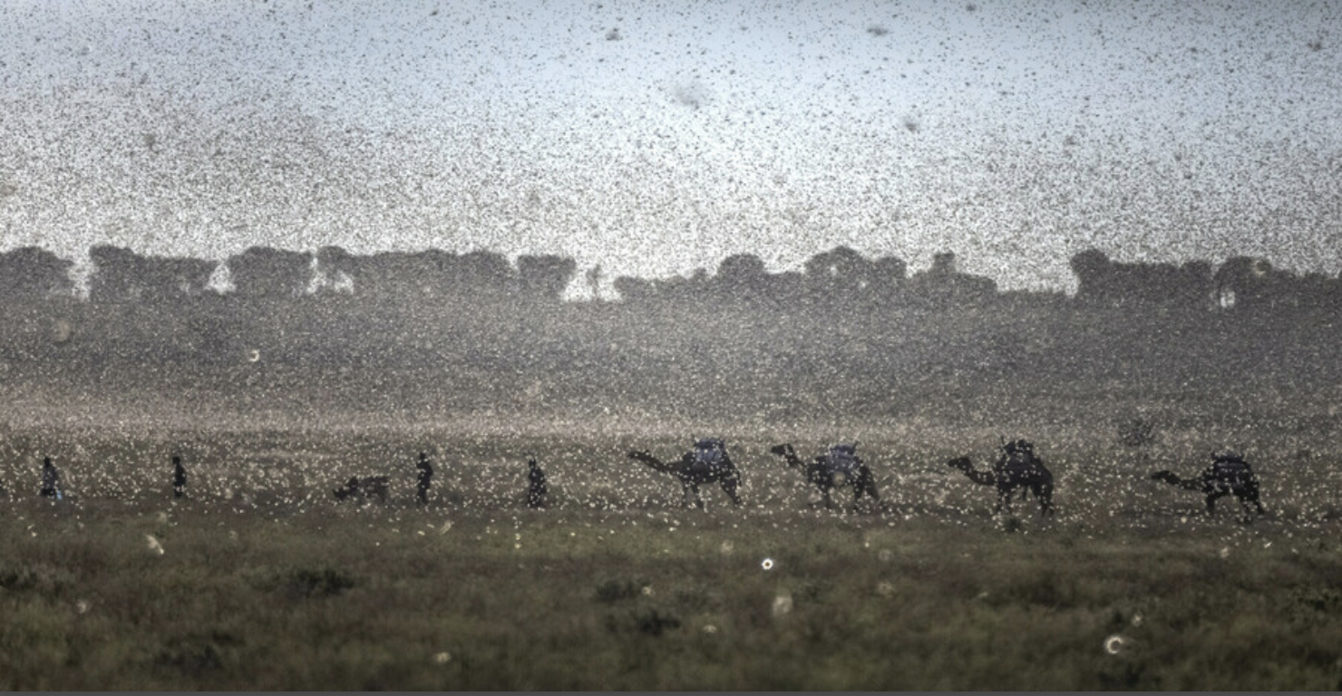 Kameler i græshoppesværm