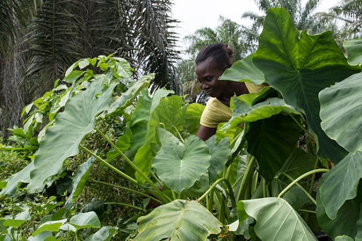 Lowinre T Wehayee, Liberia