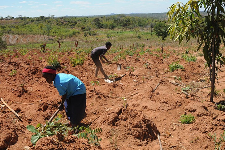 Markarbejdere i Alto Moloque, Mozambique