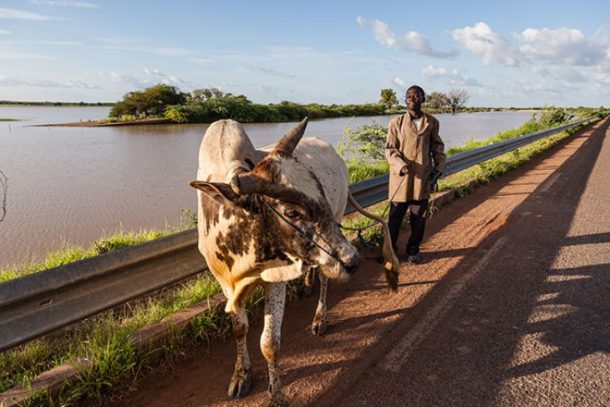 Mand med ko på vejen i Burkina Faso